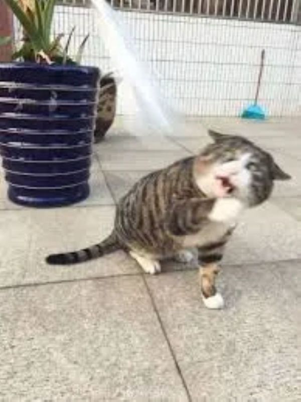 meme hoảng hốt (4) meme hoảng hốt (4)