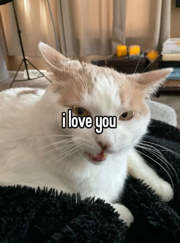 meme i love you (1) meme i love you (1)