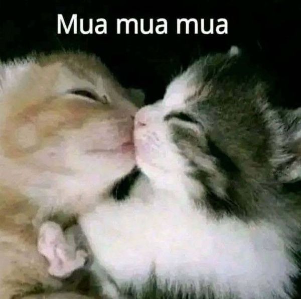 meme i love you (10) meme i love you (10)