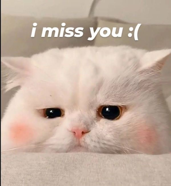 meme i miss you (19) meme i miss you (19)