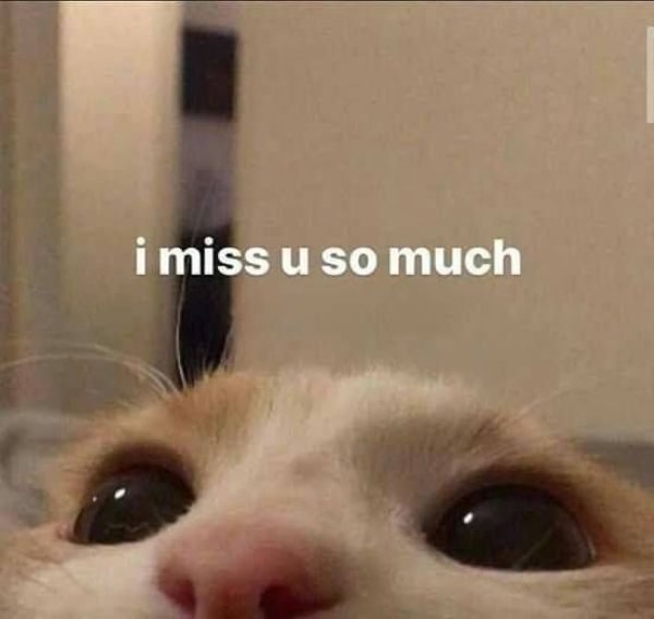 meme i miss you (20) meme i miss you (20)