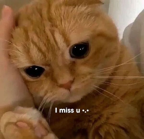 meme i miss you (5) meme i miss you (5)