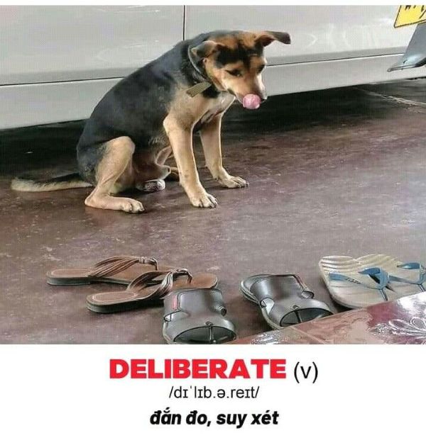 meme ielts (10) meme ielts (10)