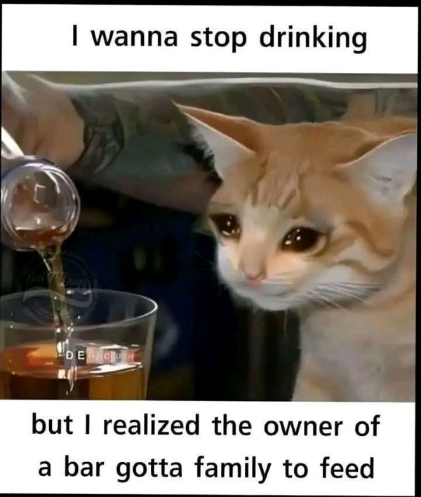 meme ielts (6) meme ielts (6)