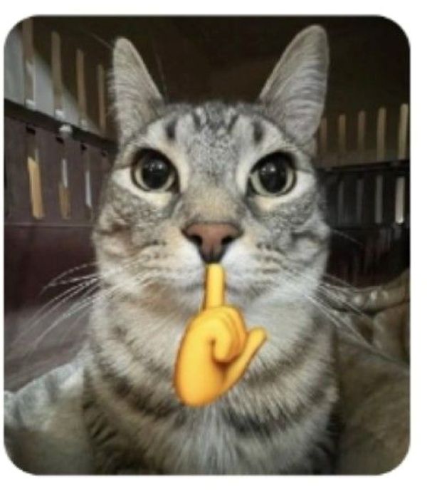 meme im lặng (6) meme im lặng (6)