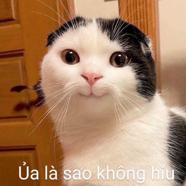 meme không hiểu