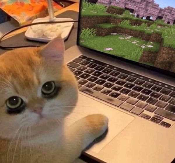 meme mèo chạy deadline meme mèo chạy deadline