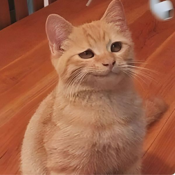 meme mèo cười đê tiện