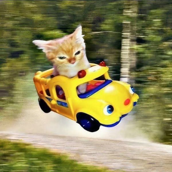 meme mèo đua xe
