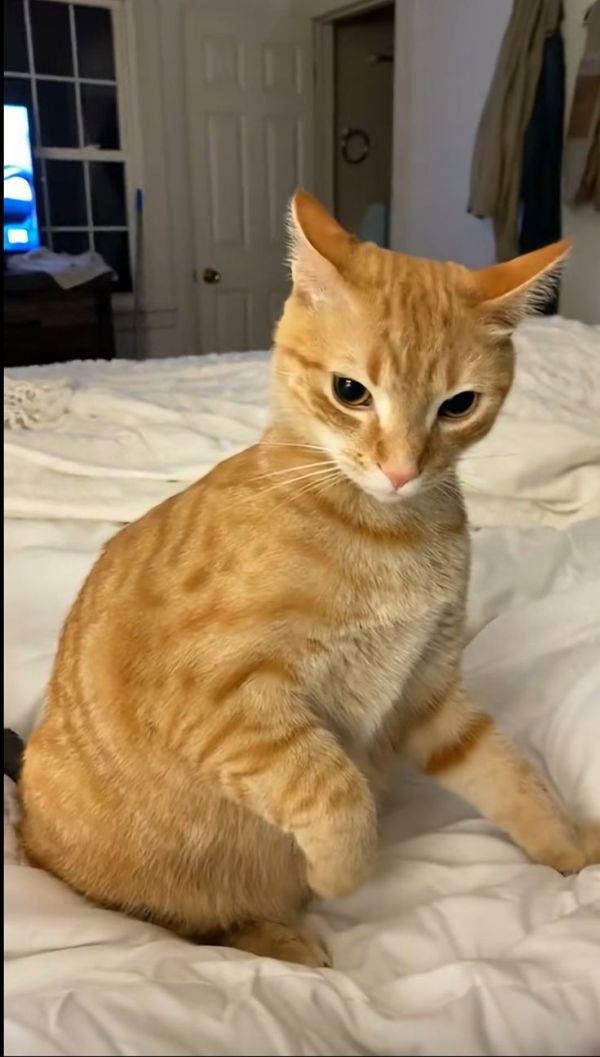 meme mèo phán xét