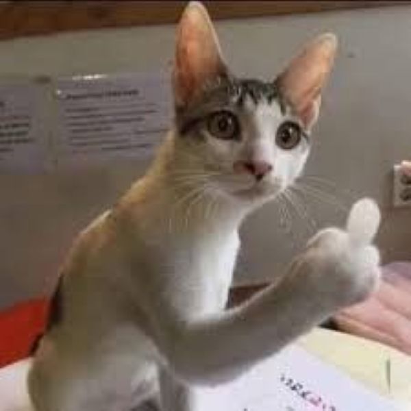 meme mèo thấy ghét