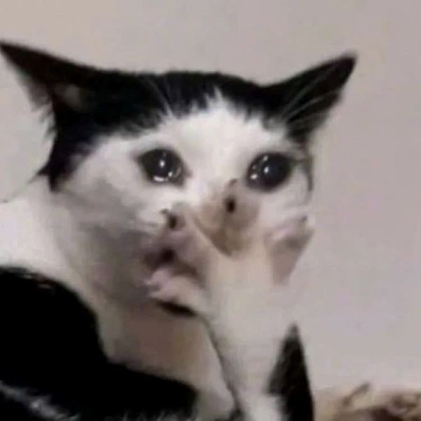 meme mèo trầm cảm