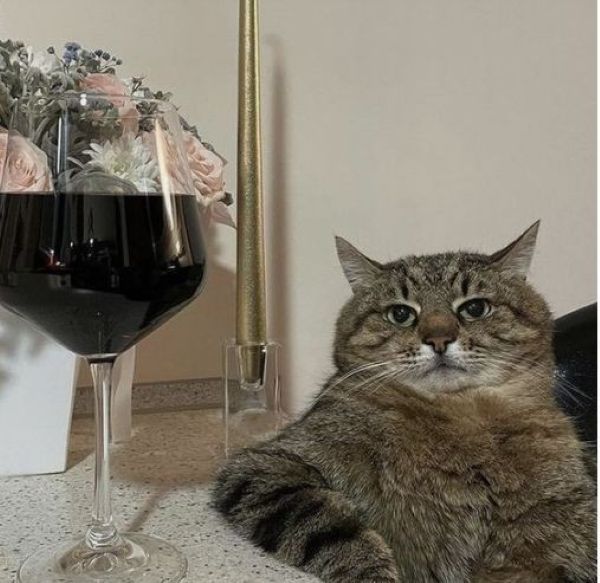 meme mèo uống rượu
