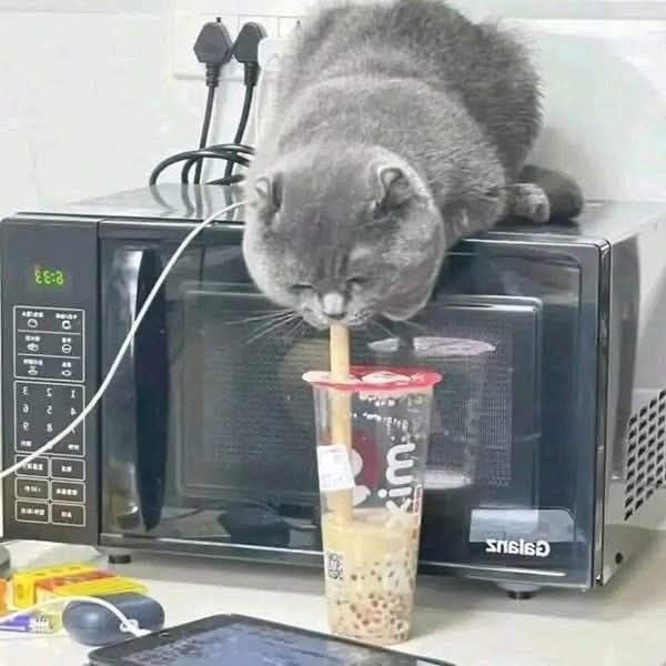 meme mèo uống trà sữa meme mèo uống trà sữa