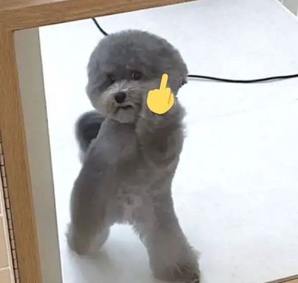 meme ngón giữa (15) meme ngón giữa (15)