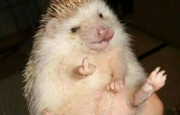 meme ngón giữa (19) meme ngón giữa (19)