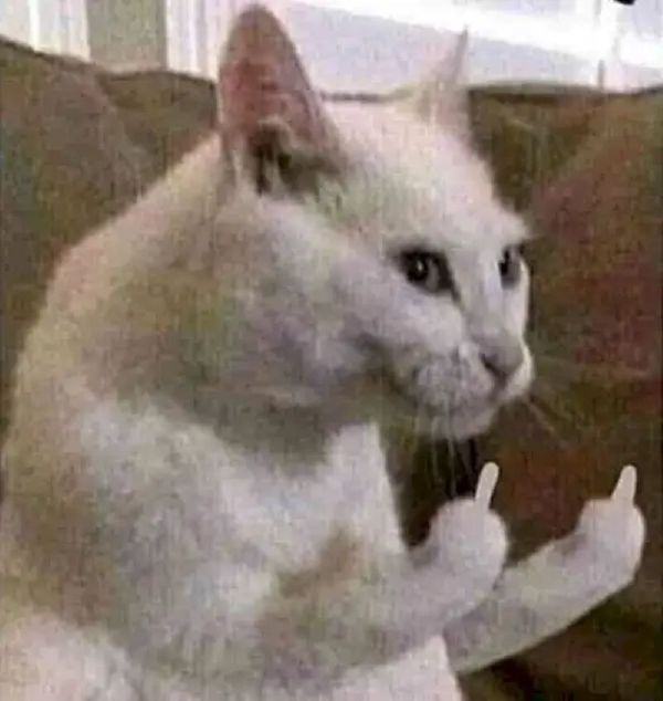 meme ngón giữa (20) meme ngón giữa (20)