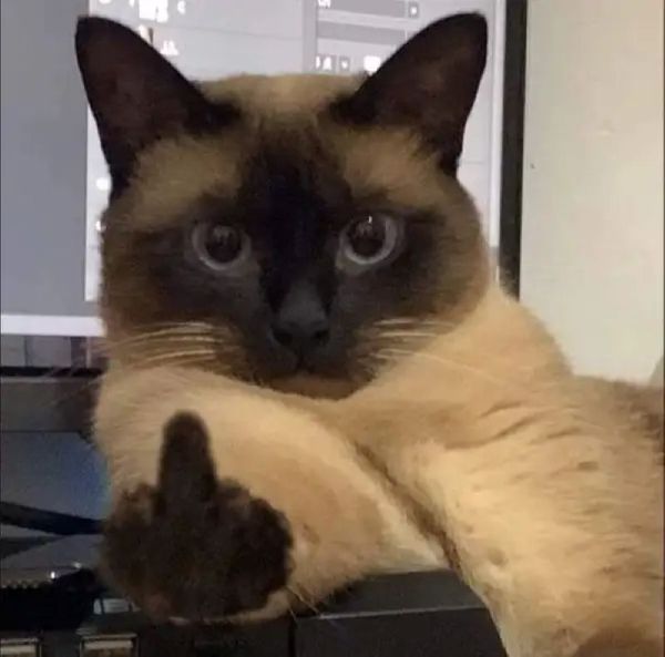 meme ngón giữa (26) meme ngón giữa (26)