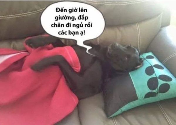 meme ngủ (10)