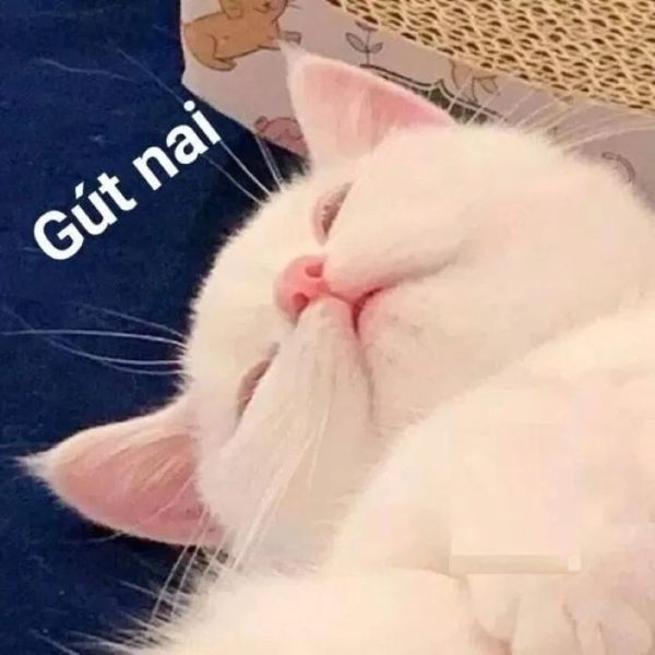 meme ngủ (16)