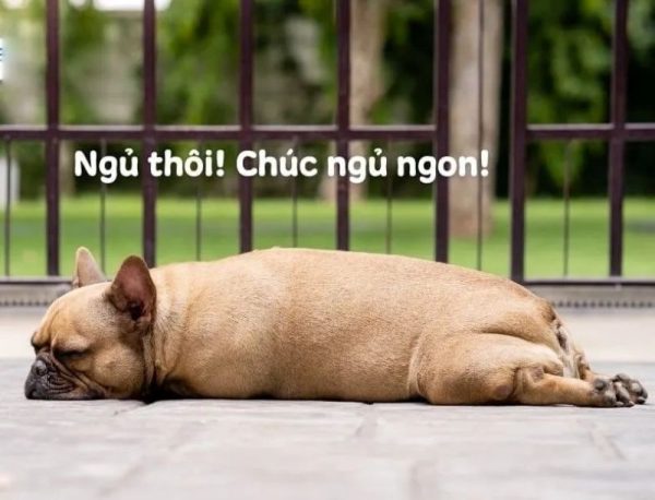 meme ngủ (23)