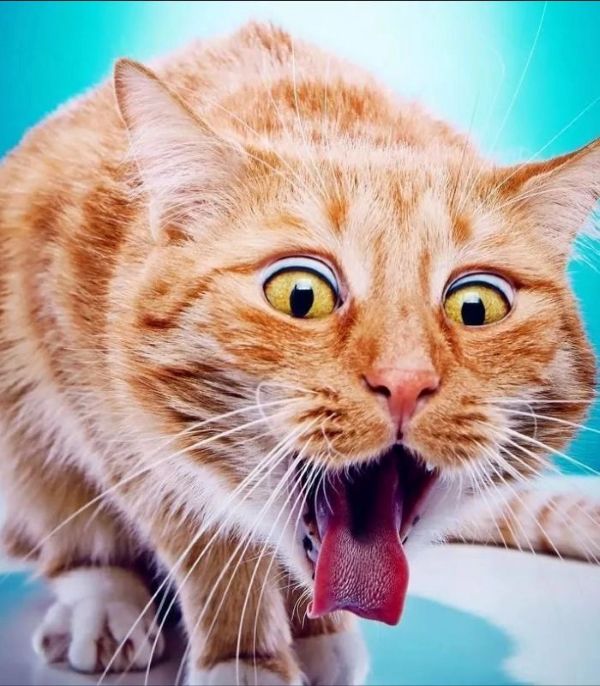 meme oẹ (11) meme oẹ (11)