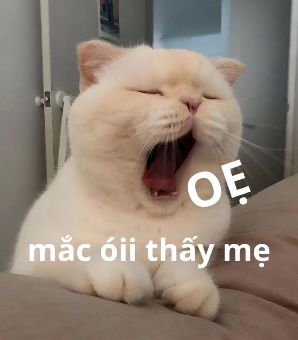 meme oẹ (12) meme oẹ (12)