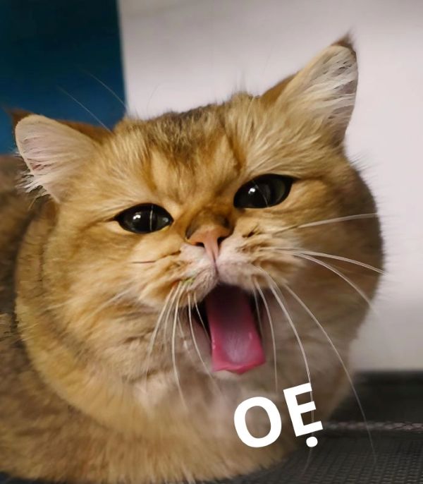 meme oẹ (4) meme oẹ (4)