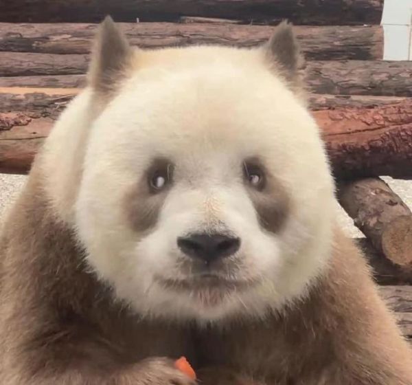 meme phán xét (15)