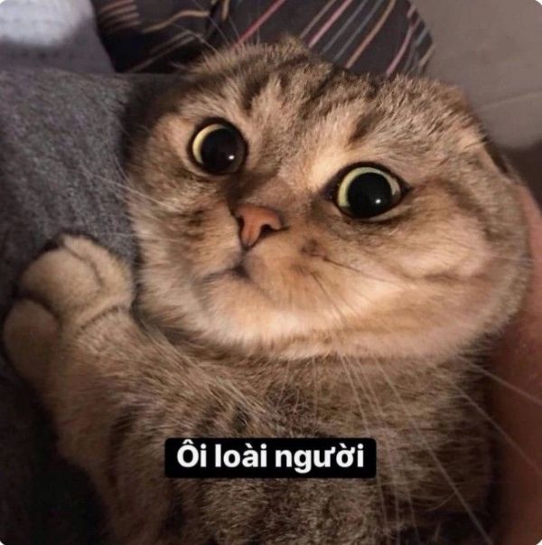 meme phán xét (16)