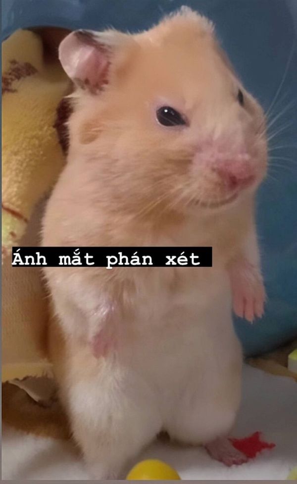 meme phán xét (23)