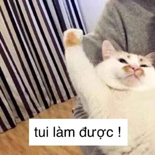 meme quyết tâm (23) meme quyết tâm (23)