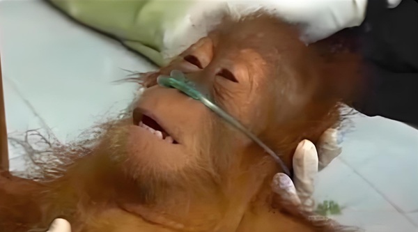 meme thở oxy (2) meme thở oxy (2)