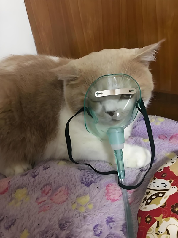 meme thở oxy (20) meme thở oxy (20)