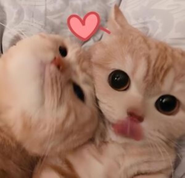 meme tình yêu (14)
