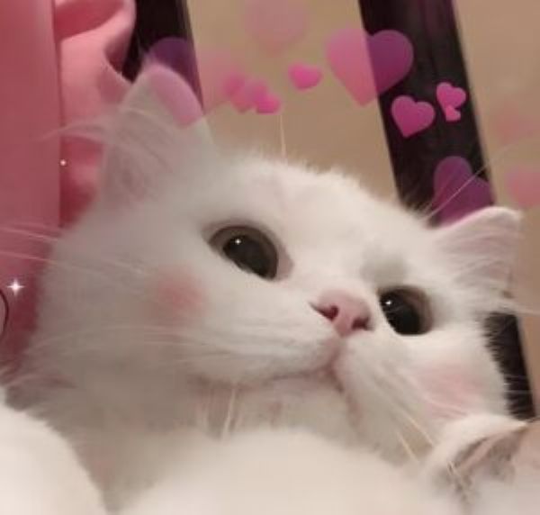 meme tình yêu (20)
