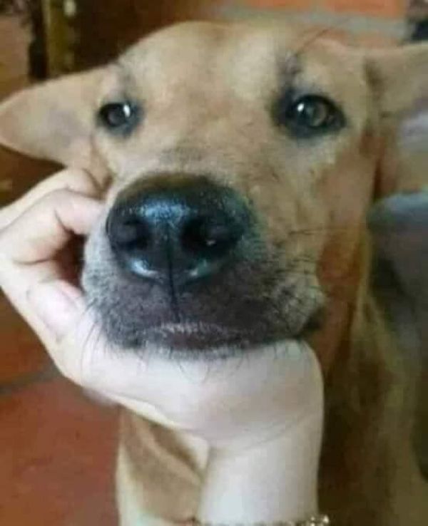 meme trầm cảm (18)