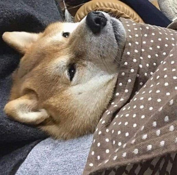 meme trầm cảm (19)