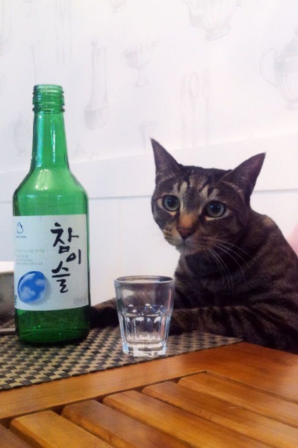 meme uống rượu (13)