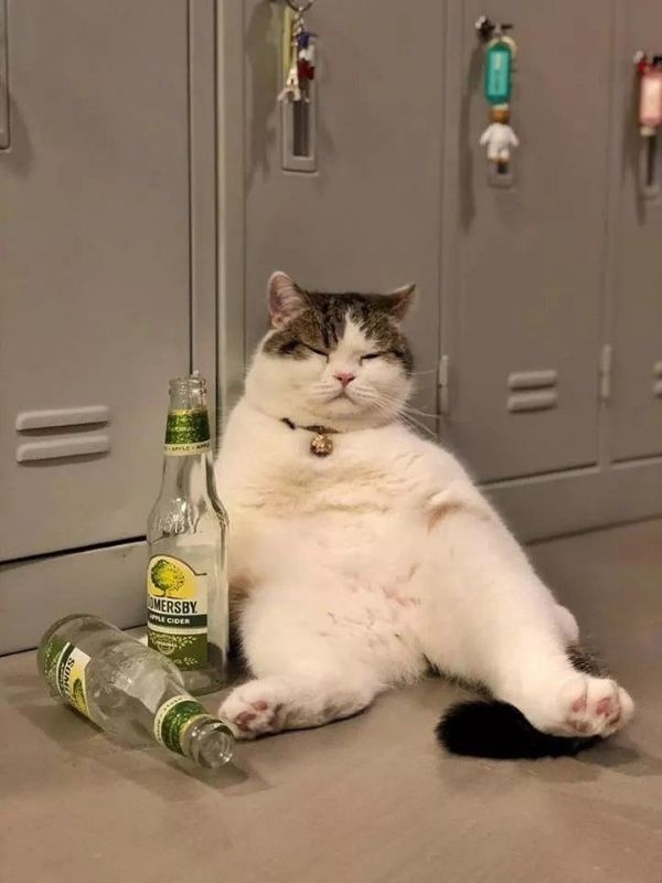 meme uống rượu (17)