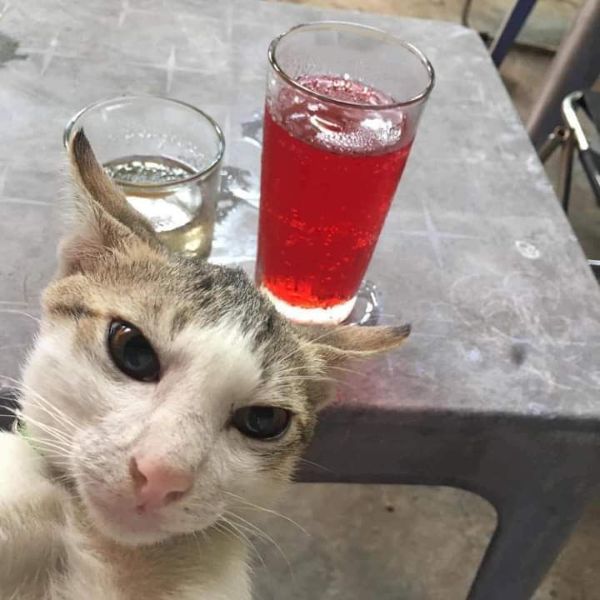 meme uống rượu (20)