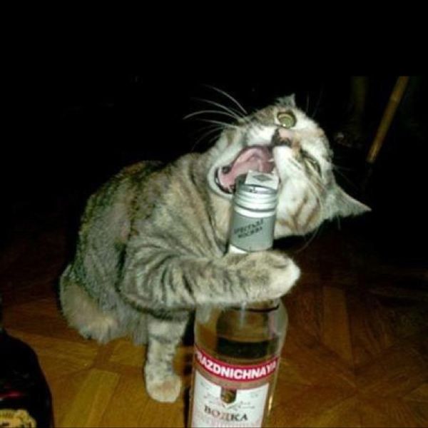 meme uống rượu (22)