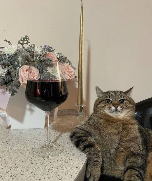 meme uống rượu (5)