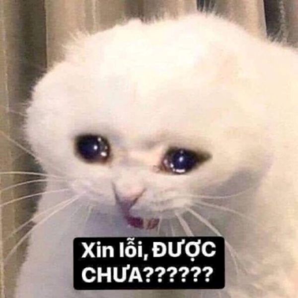 meme xin lỗi (11)