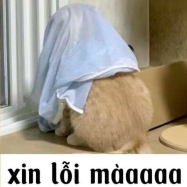 meme xin lỗi (14)