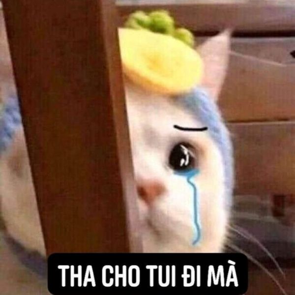 meme xin lỗi (17)