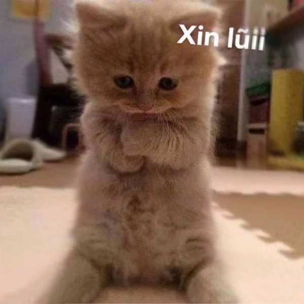 meme xin lỗi (21)