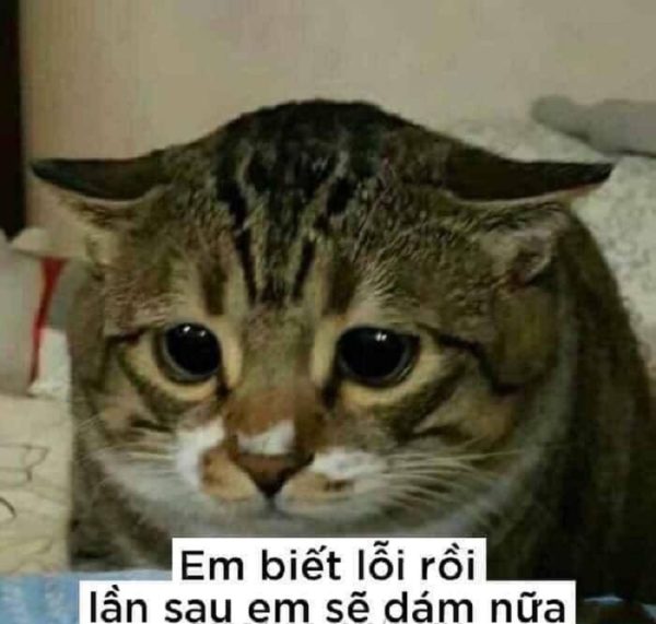 meme xin lỗi (22)