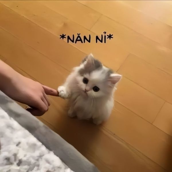 meme xin lỗi (23)