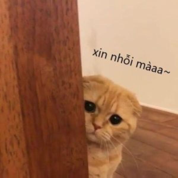 meme xin lỗi (24)